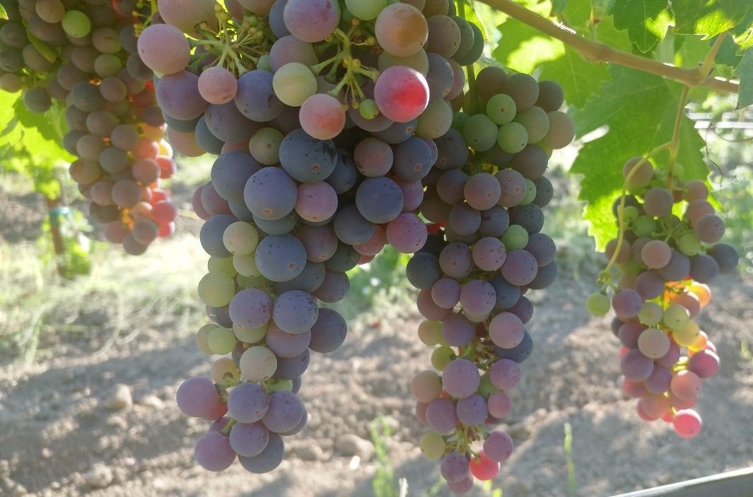 Lives of the Vines